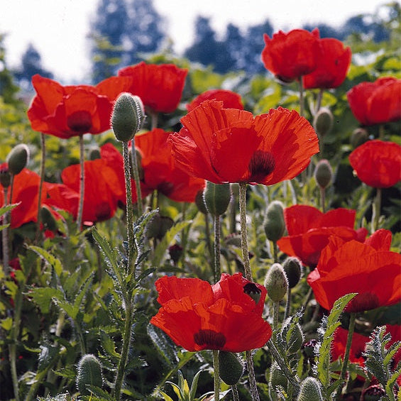 Papaver 'Allegro' Oriental Poppy | Vibrant Orange Perennial