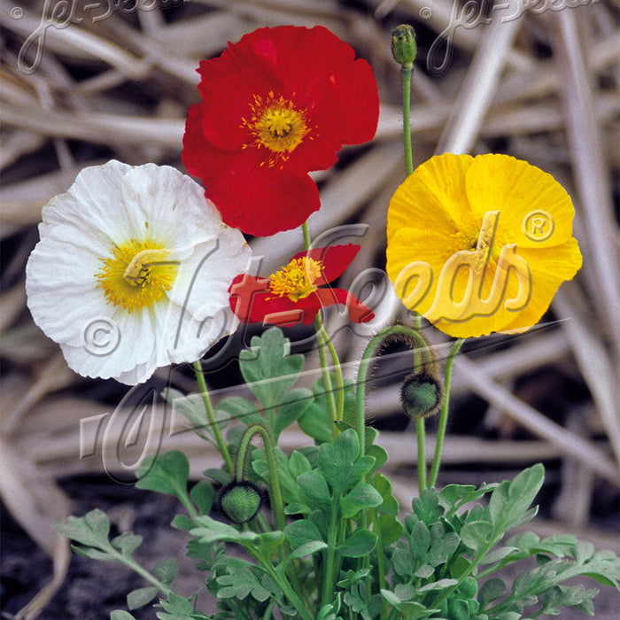 Papaver 'Garden Gnome'