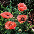 Papaver 'Prinzessin Victoria Louise' (Oriental Group)