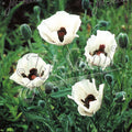 Papaver 'Royal Wedding' (Oriental Group)