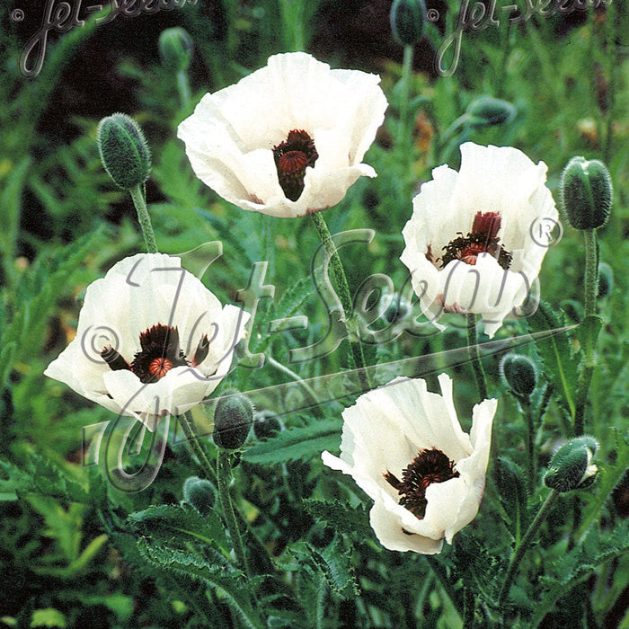 Papaver 'Royal Wedding' (Oriental Group)