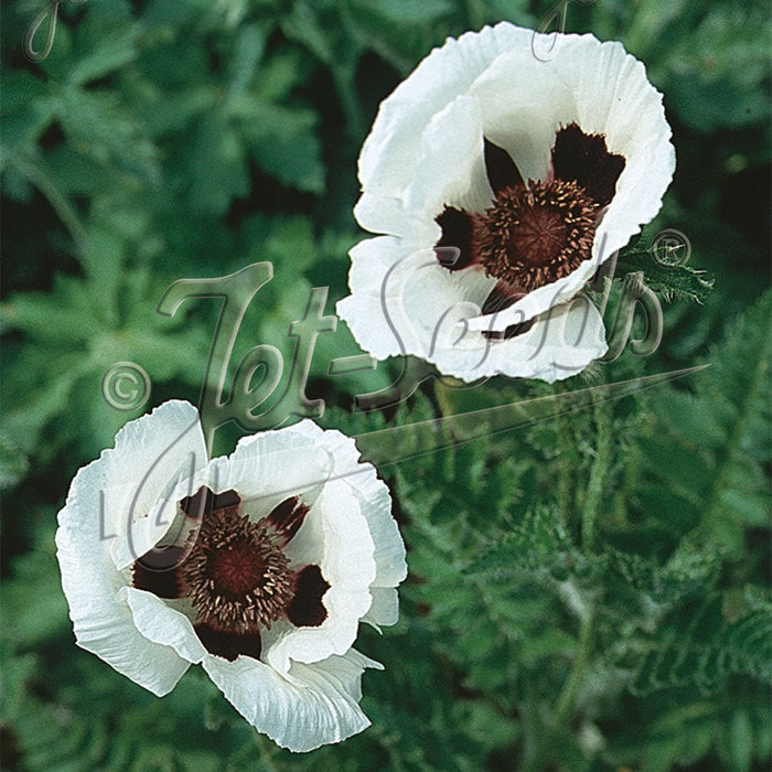Papaver 'Royal Wedding' (Oriental Group)