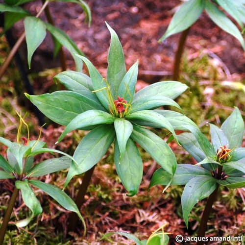 Buy Paris thibetica Rhizomes online