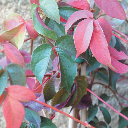 Buy Parthenocissus henryana (Chinese Virginia Creeper) online UK