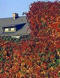 Parthenocissus quinquefolia 'Red Wall'