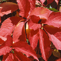 Buy Parthenocissus quinquefolia (Virginia Creeper) online UK