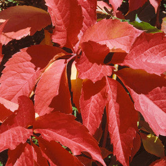 Buy Parthenocissus quinquefolia (Virginia Creeper) online UK
