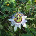 Buy Passiflora caerulea (Blue Passion Flower) online UK