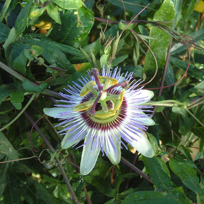 Buy Passiflora caerulea (Blue Passion Flower) online UK