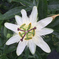 Buy Passiflora 'Constance Elliott' online UK