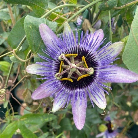 Buy Passiflora 'Damsel's Delight' online UK