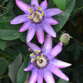 Buy Passiflora 'Lavender Lady' online UK