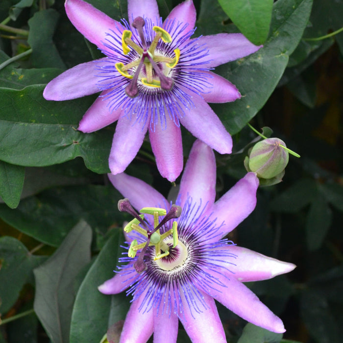 Buy Passiflora 'Lavender Lady' online UK