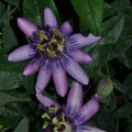 Buy Passiflora 'Purple Haze' online UK