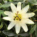 Buy Passiflora 'Snow Queen' online UK