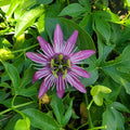 Passiflora × violacea 'Victoria' flowering with think purple petals