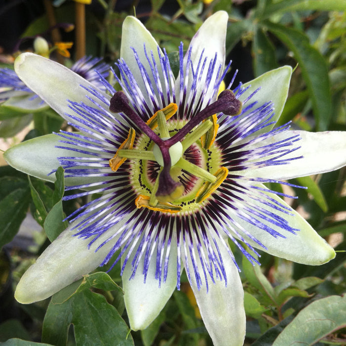 Buy Passiflora 'White Lightning' online UK