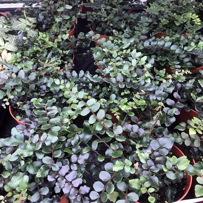 Buy Pellaea rotundifolia (Button Fern) online UK