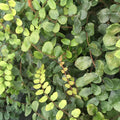 Buy Pellaea rotundifolia (Button Fern) online UK