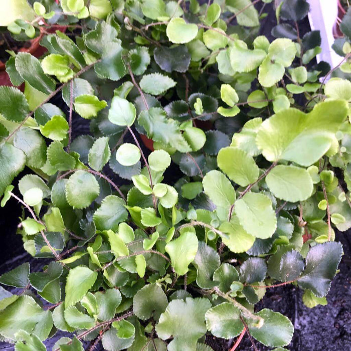 Buy Pellaea rotundifolia (Button Fern) online UK