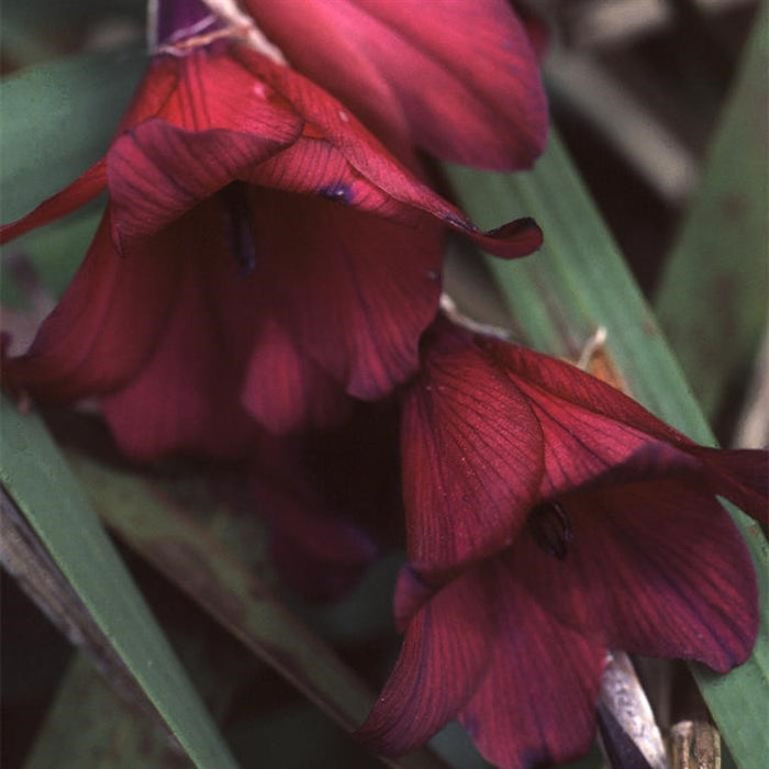 Buy Penstemon 'Blackbird' (Bird Series) online UK