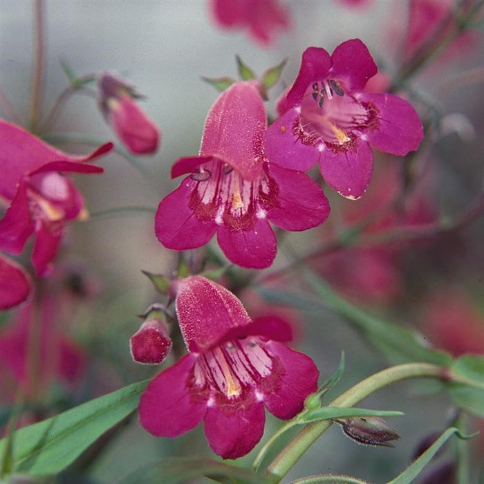 Buy Penstemon campanulatus 'Garnet' online UK