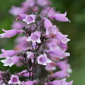 Buy Penstemon digitalis 'Dakota Burgundy' online UK