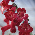 Buy Penstemon 'King George V' online UK