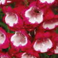 Buy Penstemon 'Pensham Amelia Jane' online UK