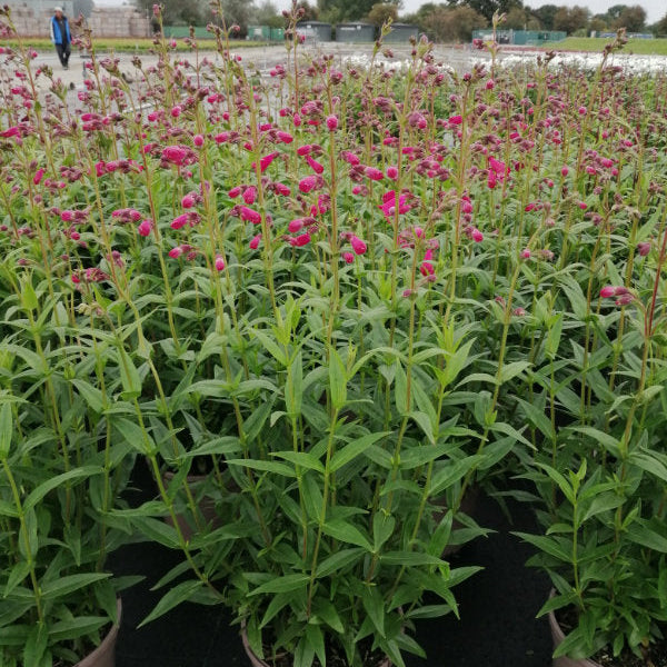 Buy Penstemon 'Pensham Amelia Jane' online UK