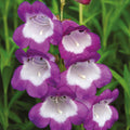 Buy Penstemon 'Pensham Czar' online UK