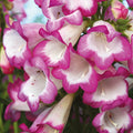 Buy Penstemon 'Pensham Laura' online UK