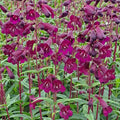 Buy Penstemon 'Pensham Plum Jerkum' online UK