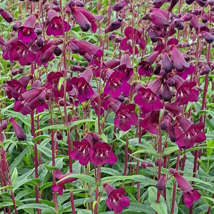 Buy Penstemon 'Pensham Plum Jerkum' online UK