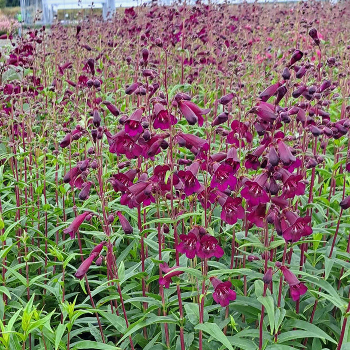 Buy Penstemon 'Pensham Plum Jerkum' online UK