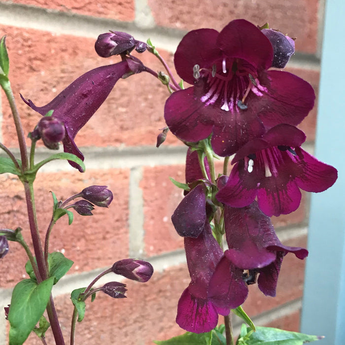 Buy Penstemon 'Pensham Plum Jerkum' online UK
