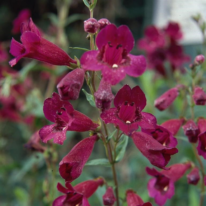 Buy Penstemon 'Purple Bedder' online UK