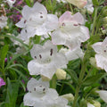 Buy Penstemon 'Snowstorm' online UK