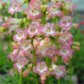 Buy Penstemon 'Volcano Fujiyama' online UK