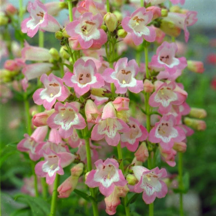 Buy Penstemon 'Volcano Fujiyama' online UK