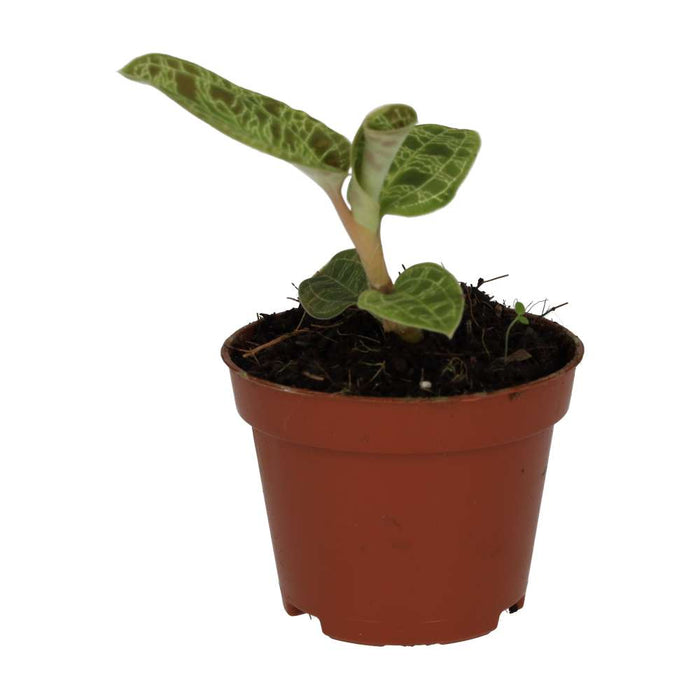 Buy Peperomia 'Fire Sparks' online UK