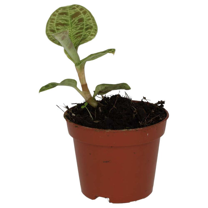 Buy Peperomia 'Fire Sparks' online UK
