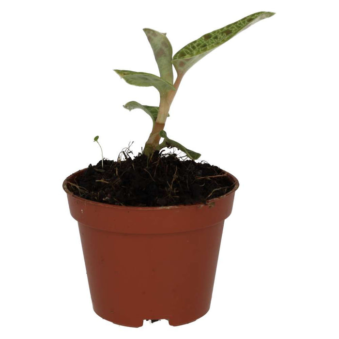 Buy Peperomia 'Fire Sparks' online UK