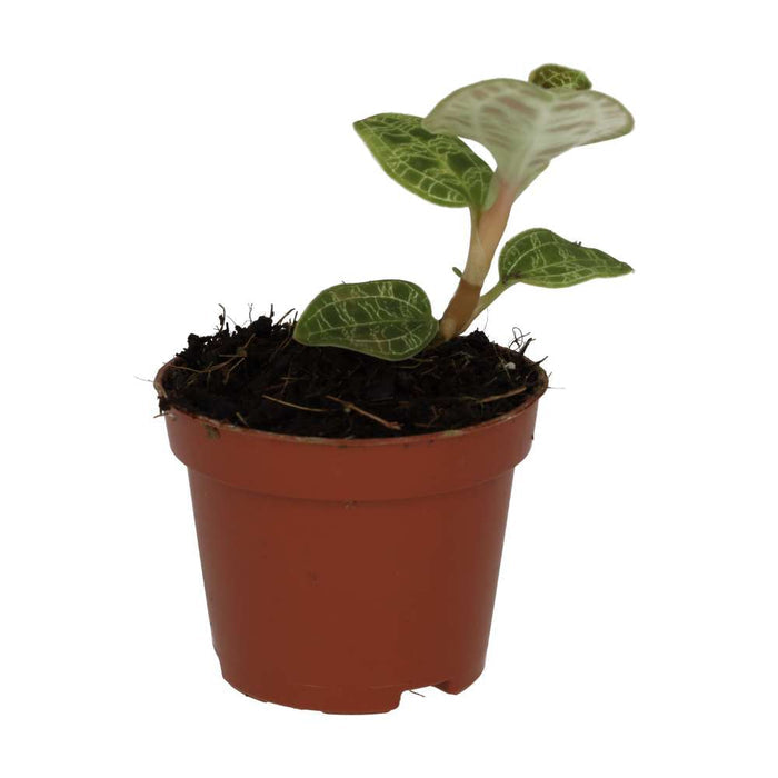 Buy Peperomia 'Fire Sparks' online UK
