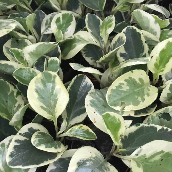 Buy Peperomia obtusifolia (Baby Rubberplant) online UK