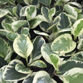 Buy Peperomia obtusifolia (Baby Rubberplant) online UK