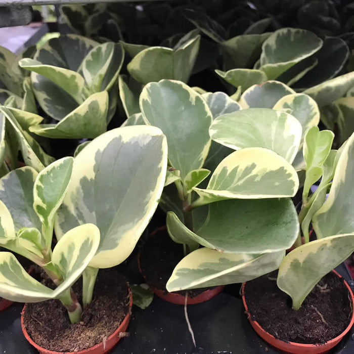 Buy Peperomia obtusifolia (Baby Rubberplant) online UK