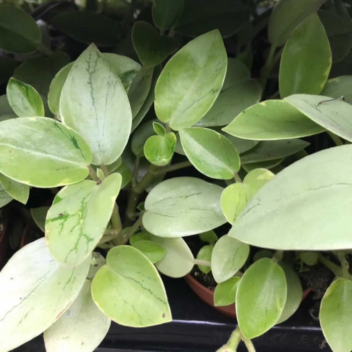 Buy Peperomia 'Pixie' online UK