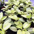 Buy Peperomia 'Pixie' online UK