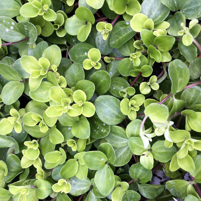 Buy Peperomia rotundifolia (Trailing Jade) online UK